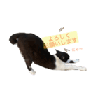 癒し猫パンダ（個別スタンプ：2）
