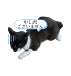 癒し猫パンダ（個別スタンプ：4）