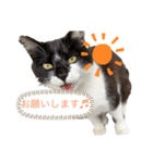 癒し猫パンダ（個別スタンプ：5）