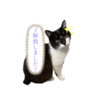 癒し猫パンダ（個別スタンプ：7）