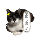 癒し猫パンダ（個別スタンプ：8）