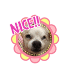 チワワでホンワカ♪cute dogs（個別スタンプ：2）