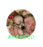 チワワでホンワカ♪cute dogs（個別スタンプ：3）
