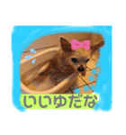 チワワでホンワカ♪cute dogs（個別スタンプ：4）