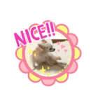 チワワでホンワカ♪cute dogs（個別スタンプ：5）