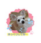 チワワでホンワカ♪cute dogs（個別スタンプ：6）