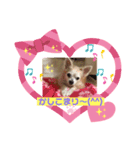 チワワでホンワカ♪cute dogs（個別スタンプ：8）