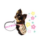 チワワのセサミ（個別スタンプ：10）