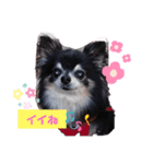 チワワのセサミ（個別スタンプ：13）