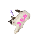 霧島はじめスタンプ2（個別スタンプ：4）