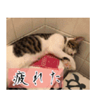 S＆N's 日常で使いやすい猫達のスタンプ（個別スタンプ：7）