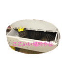 愛猫パラダイス 2（個別スタンプ：2）