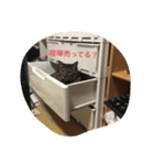 愛猫パラダイス 2（個別スタンプ：3）
