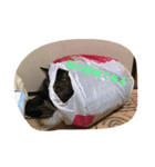 愛猫パラダイス 2（個別スタンプ：4）
