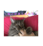 愛猫パラダイス 2（個別スタンプ：5）