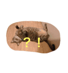 愛猫パラダイス 2（個別スタンプ：6）