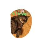 愛猫パラダイス 2（個別スタンプ：8）