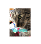 愛猫パラダイス 2（個別スタンプ：9）