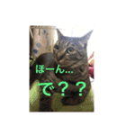 愛猫パラダイス 2（個別スタンプ：11）