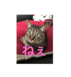 愛猫パラダイス 2（個別スタンプ：12）