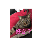 愛猫パラダイス 2（個別スタンプ：13）