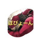 愛猫パラダイス 2（個別スタンプ：14）
