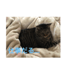 愛猫パラダイス 2（個別スタンプ：16）