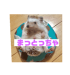 富山弁のハリネズミ、さぼてん＆ハリ太郎（個別スタンプ：2）