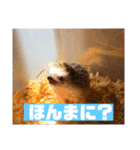 富山弁のハリネズミ、さぼてん＆ハリ太郎（個別スタンプ：3）