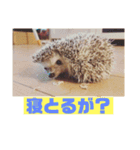 富山弁のハリネズミ、さぼてん＆ハリ太郎（個別スタンプ：4）