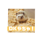 富山弁のハリネズミ、さぼてん＆ハリ太郎（個別スタンプ：5）