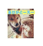 富山弁のハリネズミ、さぼてん＆ハリ太郎（個別スタンプ：6）