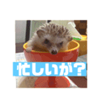 富山弁のハリネズミ、さぼてん＆ハリ太郎（個別スタンプ：7）