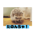 富山弁のハリネズミ、さぼてん＆ハリ太郎（個別スタンプ：8）