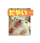 富山弁のハリネズミ、さぼてん＆ハリ太郎（個別スタンプ：10）