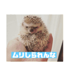 富山弁のハリネズミ、さぼてん＆ハリ太郎（個別スタンプ：11）