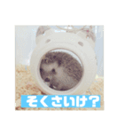 富山弁のハリネズミ、さぼてん＆ハリ太郎（個別スタンプ：12）