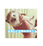 富山弁のハリネズミ、さぼてん＆ハリ太郎（個別スタンプ：13）