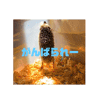 富山弁のハリネズミ、さぼてん＆ハリ太郎（個別スタンプ：14）