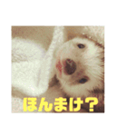 富山弁のハリネズミ、さぼてん＆ハリ太郎（個別スタンプ：15）