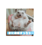 富山弁のハリネズミ、さぼてん＆ハリ太郎（個別スタンプ：16）