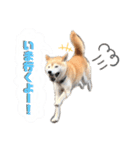 まるすけワールド（個別スタンプ：3）