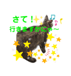 Amaru 日常①（個別スタンプ：5）