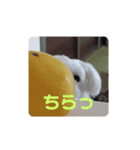 マルチーズのかしわ（個別スタンプ：1）