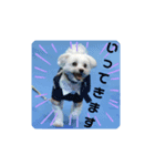 マルチーズのかしわ（個別スタンプ：2）