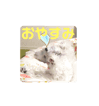 マルチーズのかしわ（個別スタンプ：4）