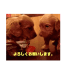 わんこワン！（個別スタンプ：1）
