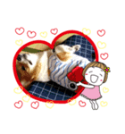 毎日自粛ワン（個別スタンプ：3）