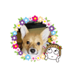 毎日自粛ワン（個別スタンプ：5）