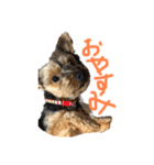 ヨークシャーテリアもこ（個別スタンプ：2）